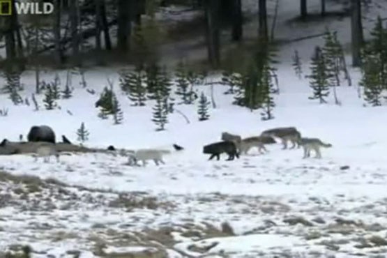 محاصره کردن خرس توسط گرگ‌ها