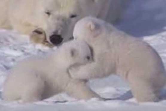 مهر مادری و دنیای کودکانه توله خرس های قطبی