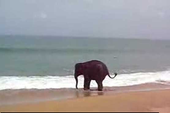 بچه فیل در ساحل دریا