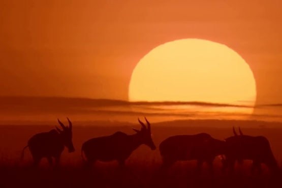 بی نظیر ترین تصاویر در طبیعت زیبای حیات وحش آفریقا همراه با موسیقی محلی