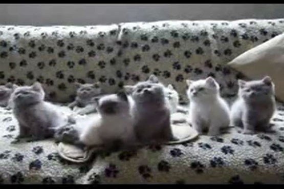 سرکار گذاشتن دسته جمعی بچه گربه‌ها
