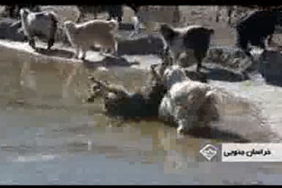 سرسره بازی گوسفندان بر روی یخ