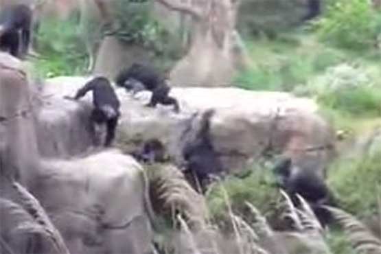 راکون در دام شمپانزه ها