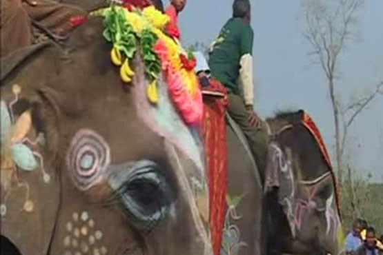 مسابقه فیلهای زیبای نپالی