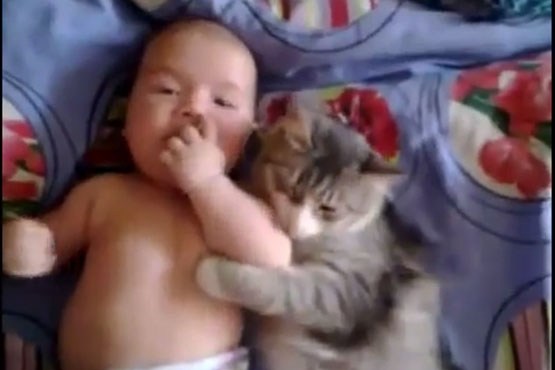 نوازش کردن نوزاد توسط گربه
