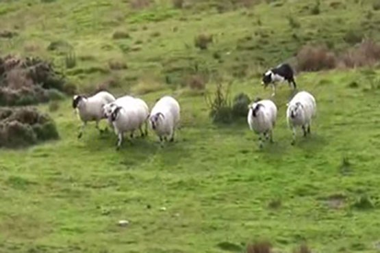هنرنمایی سگ باهوش چوپان در جمع کردن گله گوسفندان