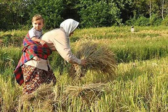 درخواست از روحانی برای گران تر خریدن برنج