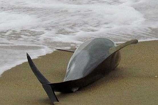 مرگ یک قطعه دلفین گوژپشت در ساحل قشم