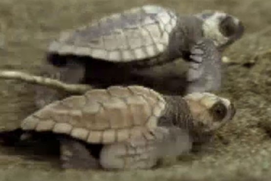 طولانی​ترین روز زندگی بچه لاک​پشت​ها