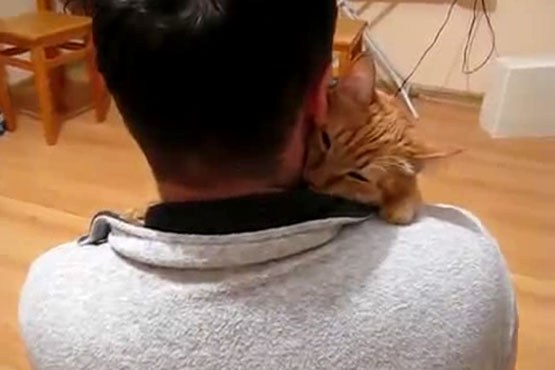 گربه‌ای که فقط نوازش می‌خواهد