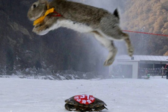 لاک پشت در رقابت اسکی بر خرگوش پیروز شد