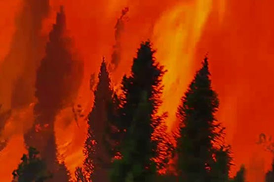 آتش‌سوزی عظیم در جنگل