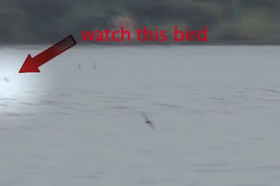ماهی ببری پرستوی در حال پرواز را شکار می‌کند