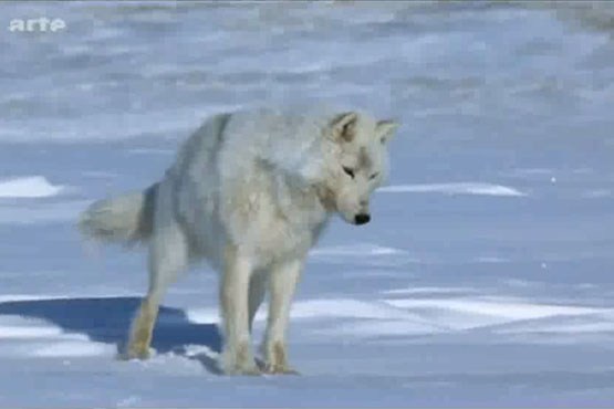 شیوه جالب شکار گرگ قطبی