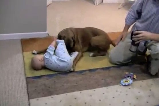 بازی سگ با نوزاد