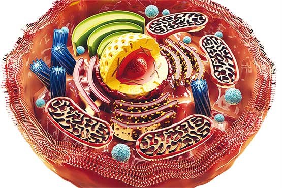 پادزهر پیری