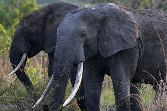 زاکوما ، سلاخ خانه فیل ها