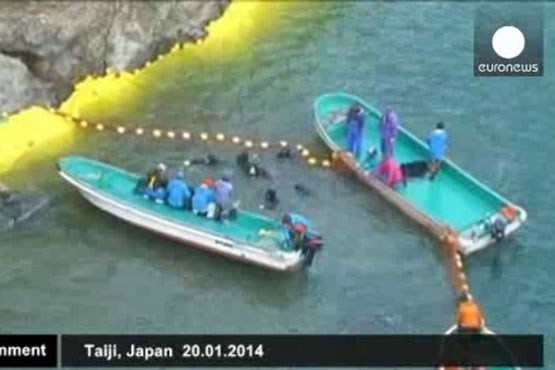 صید دلفین توسط ماهیگیران ژاپنی