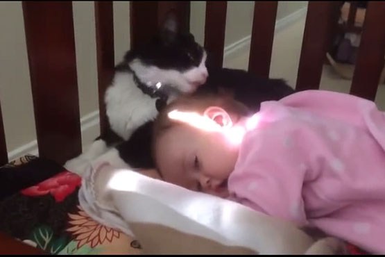 لیسیدن سر کودک توسط گربه