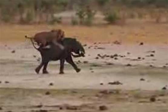 حمله شیرها به فیل