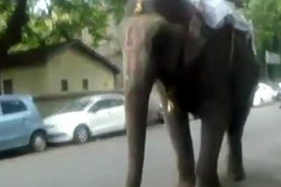فیل مردم آزار