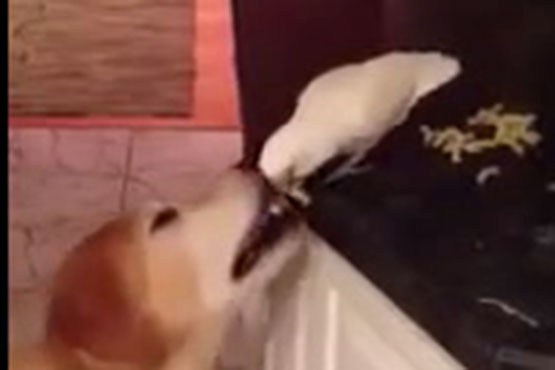 غذا دادن طوطی به سگ