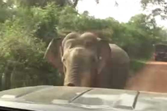 حمله فیل به جیپ