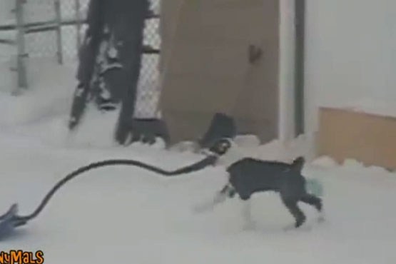 برف روبی سگ‌ها