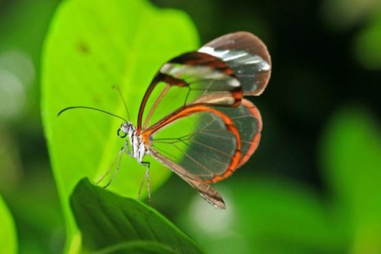 زیبا‌ترین پروانه‌ها: پروانهٔ شیشه‌ای |عکس|