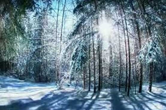 زیبایی جنگل در زمستان