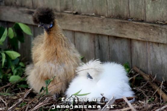 مرغ‌های دیدنی: «مرغ ابریشم» چینی |عکس|