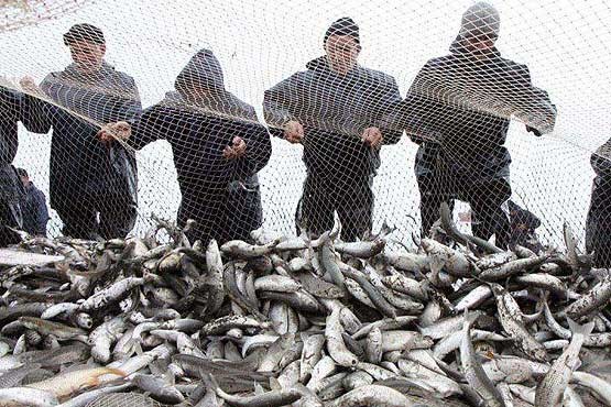 صید سالانه 7 هزار تن ماهیان استخوانی در مازندران