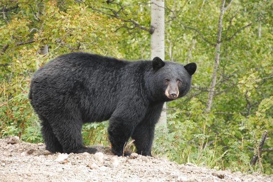 حمله خرس‌ها به خانواده مرودشتی