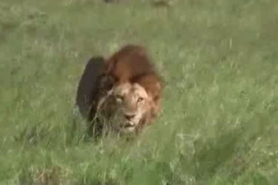 فرجام غفلت از دشمن