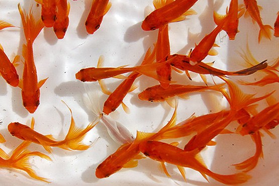 هنگام خرید ماهی شب عید این نکات را رعایت کنید! / ماهی قرمز چند سال عمر می‌کند؟