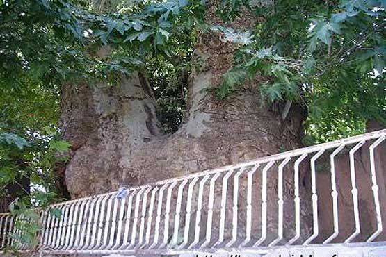 درخت 2500 ساله در یکی از روستاهای سبزوار