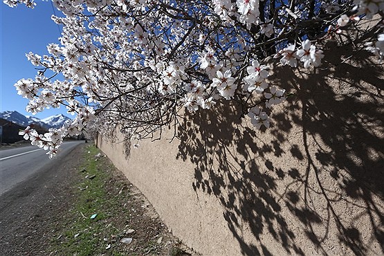 شکوفه های بهاری
