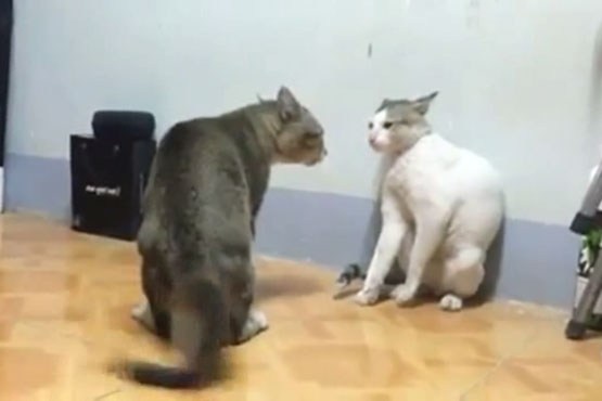 دعوای گربه ها