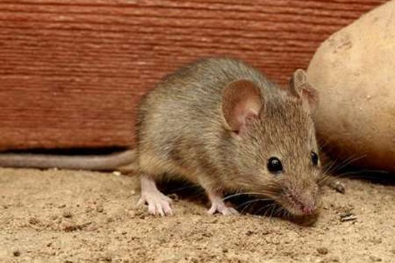 موشهای تهران نه آدم خوارند نه زنده خوار