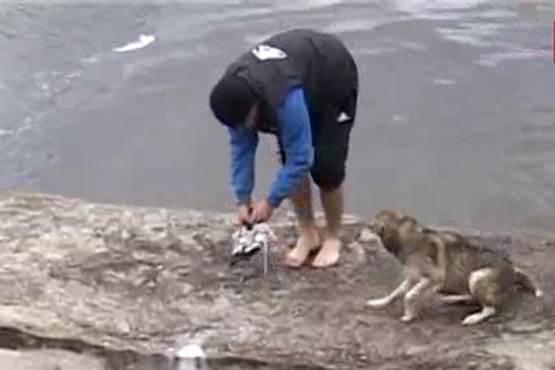 نجات سگ از مرگ