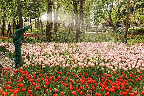 بوستان لاله های باغ ایرانی