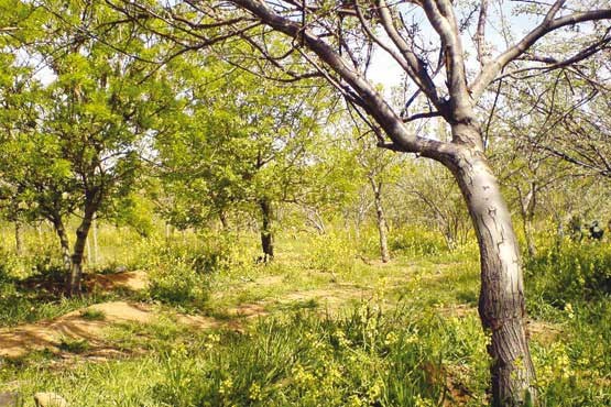 فاز نخست اجرای طرح ملی نهضت درختکاری در پارک پردیسان