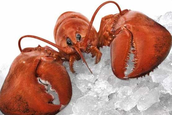 قرص خرچنگ، کلید عمر طولانی‌تر است