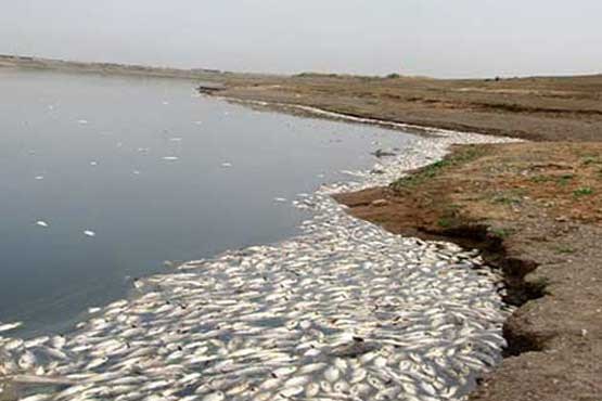 گزارشی از معمای مرگ ماهی‌ها در«فشافویه»