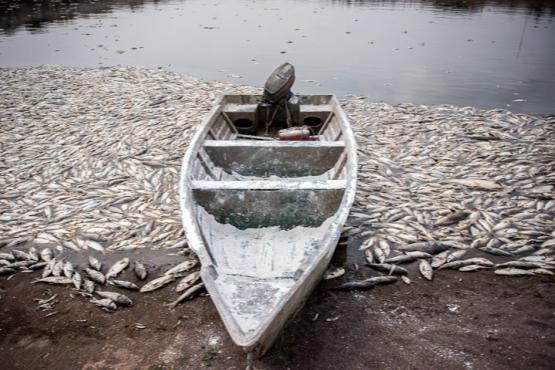 مرگ دو میلیون ماهی در سد فشافویه + عکس