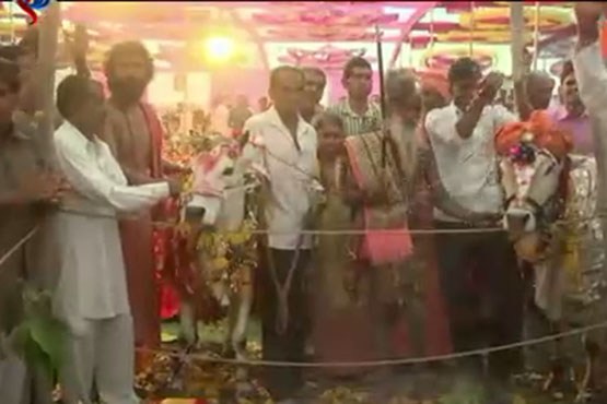 جشن عروسی گاوها در هند