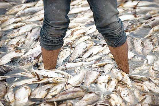 شرکت آب و فاضلاب، قاتل اصلی 2 میلیون ماهی