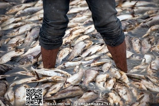 «ماهی‌های فاضلابی» فشافویه، در سفره تهرانی‌ها