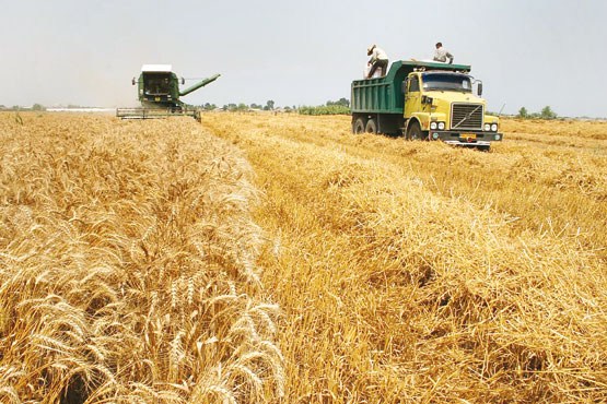 گندم ایران به عراق قاچاق می​شود
