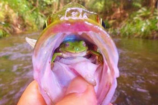 قورباغه زنده در دهان ماهی صید شده قورباغه زنده در دهان ماهی صید شده
